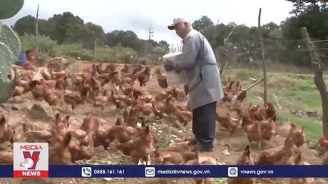 Mexico cảnh báo tốc độ lây lan của dịch cúm gia cầm