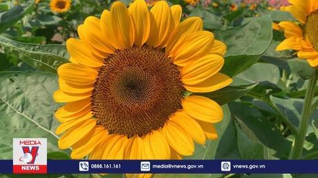 Check-in vườn hoa hướng dương lớn nhất TPHCM