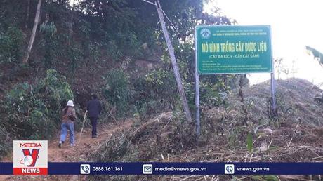 Phát triển cây dược liệu dưới tán rừng ở Thái Nguyên