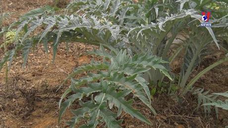 Hành trình Việt 264: Nặm Đăm - Nơi bảo tồn nguồn gen cây thuốc quý