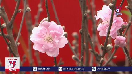 Thú chơi hoa của người Hà Nội 