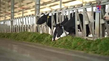 Tăng cường đàn bò sữa cho các Green Farm