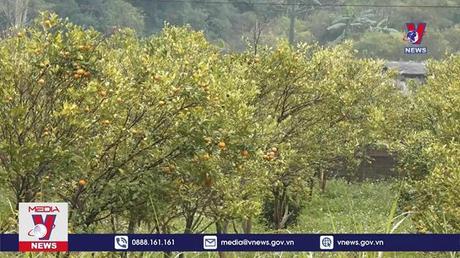 Quýt đặc sản Cao Bằng chết hàng loạt do dịch bệnh 