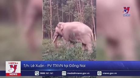 Voi ngà lệch xuất hiện ở Đồng Nai