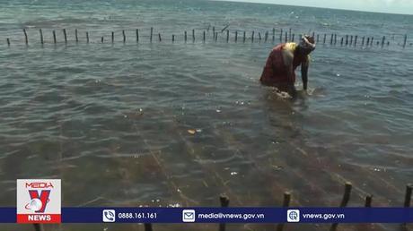 Canh tác tảo biển cải thiện đời sống phụ nữ Kenya