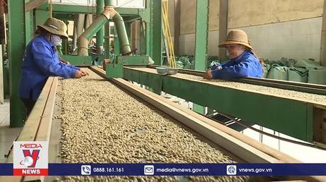 Sản lượng cà phê xuất khẩu Đắk Lắk cao nhất từ trước đến nay