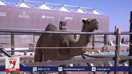 Lễ hội lạc đà tại Saudi Arabia