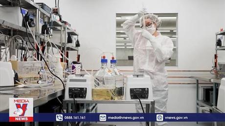 Mỹ tham vọng thay thế gan người bằng gan lợn