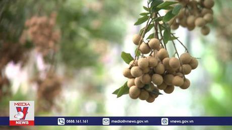 Việt Nam xuất khẩu lô nhãn đầu tiên sang Nhật Bản