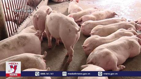 Phát hiện 130 con lợn có chất cấm salbutamol