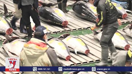 Nhộn nhịp đấu giá cá ngừ đầu năm tại Nhật Bản
