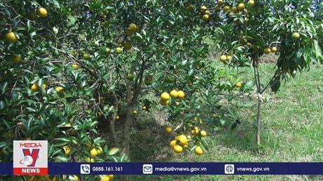 Xuất chuyến hàng cam Cao Phong đầu tiên sang Anh