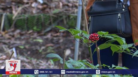 Doanh nghiệp trồng hàng trăm ha sâm Ngọc Linh trên giấy