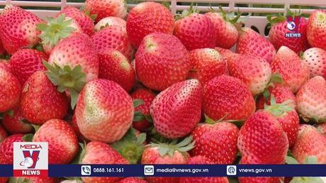 Nông dân Sơn La thu tiền tỷ từ trồng dâu tây