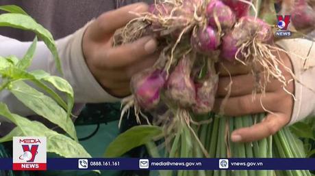 Hành tím Sóc Trăng giá cao ngày cận Tết