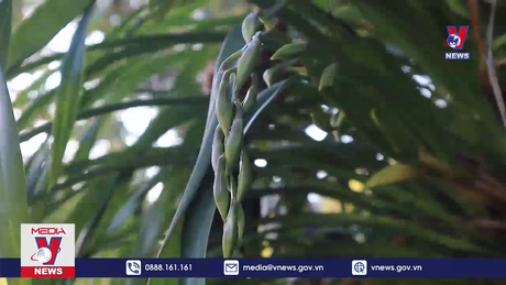 Nghề trồng địa lan trên đất Phong Thổ, Lai Châu