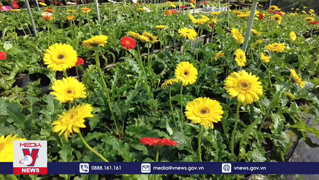 Đồng Tháp khai mạc lễ hội hoa Xuân Sa Đéc