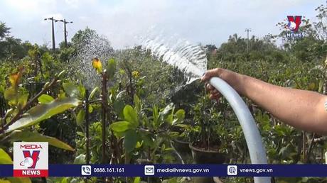 Huế tổ chức lễ hội hoàng mai quy mô toàn quốc