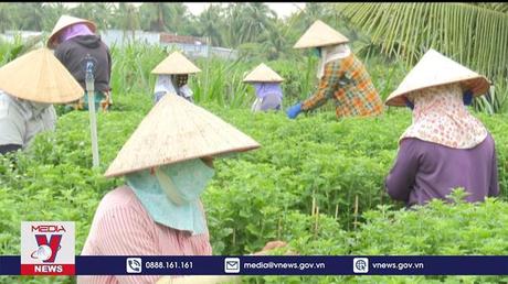 Tiền Giang tất bật chăm sóc hoa Tết