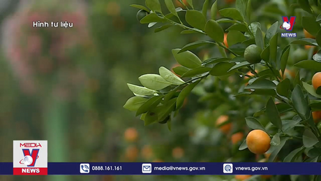 Tết Nguyên đán có khả năng không quá rét