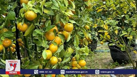 Thời tiết bất lợi ảnh hưởng đến vụ hoa Tết tại Phú Yên