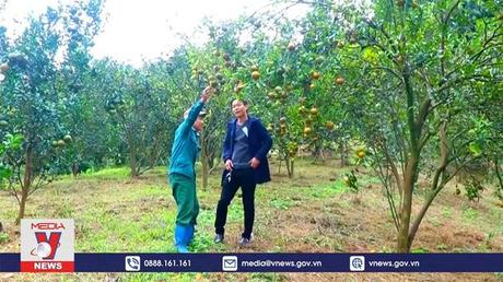 Cây có múi mang lại thu nhập cao cho người dân Bắc Kạn