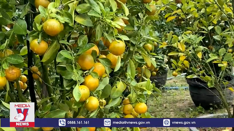 Thời tiết bất lợi ảnh hưởng đến vụ hoa Tết tại Phú Yên