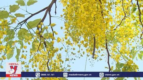 Sắc hoa ngày Tết các nước châu Á