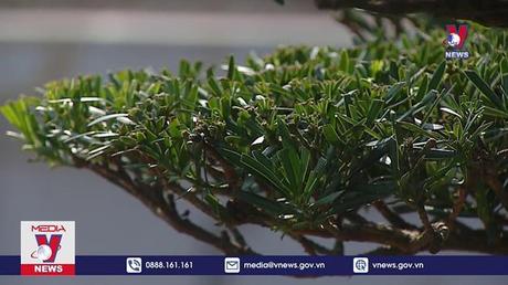 Sắc hoa trong ngày Tết 