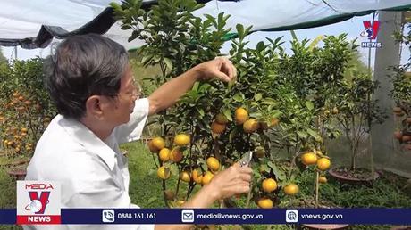 Quýt hồng Lai Vung phục vụ thị trường Tết 