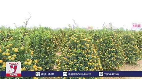 Thủ phủ quất Nam Định tất bật những ngày giáp Tết