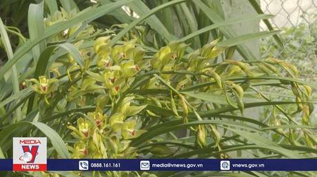 Nhiều nhà vườn địa lan Trần Mộng Sa Pa thiệt hại do thời tiết