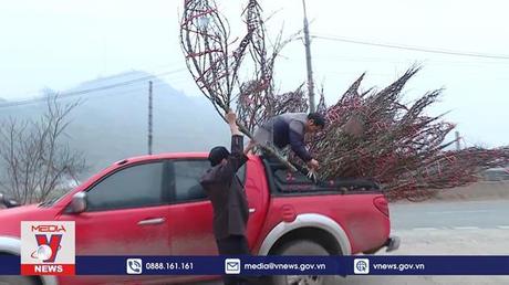 Nhộn nhịp thị trường đào tết Sơn La