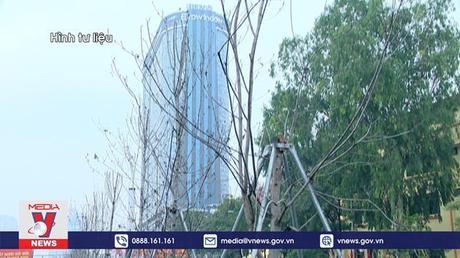 Xung quanh vấn đề cây xanh đô thị