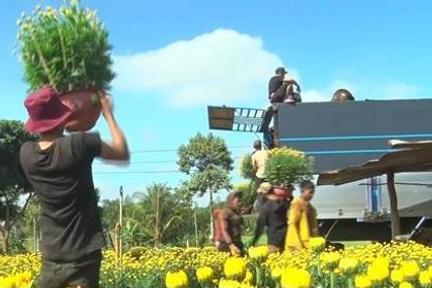 Đắk Lắk nhộn nhịp vào vụ hoa Tết