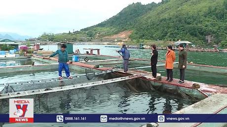 Thu nhập cao từ nuôi cá trên lòng hồ sông Đà