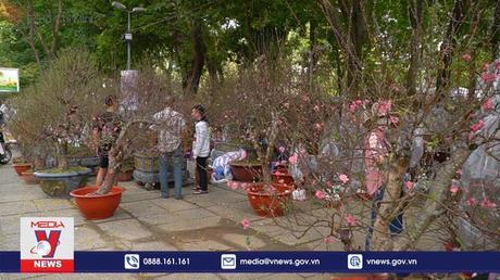 Rộn ràng chợ đào Bắc giữa Sài Gòn