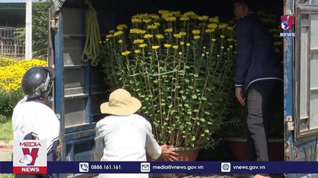 Người trồng cúc Bình Định trúng đậm vụ Tết