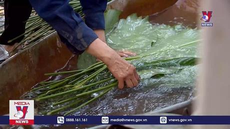 Làng trồng lá dong tất bật vào vụ Tết