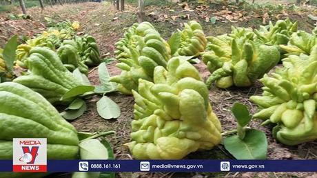 Thủ phủ trồng phật thủ tất bật vào vụ Tết