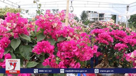 Hoa, cây cảnh phục vụ Tết tại Quảng Ngãi bán chậm