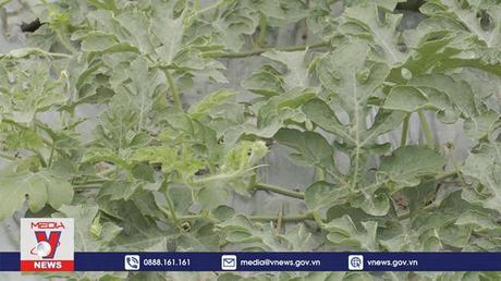 Nông dân Bạc Liêu thu hoạch vụ dưa hấu Tết