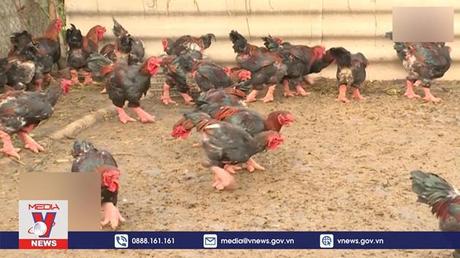 Đặc sản đắt đỏ ngày Tết ở Việt Nam lên báo Pháp