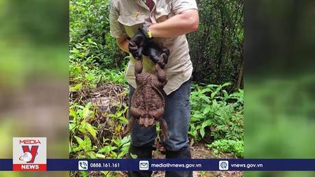 Cóc khổng lồ gây sốc ở Australia