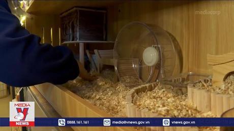 Nỗi lo cho loài thỏ trước năm mới