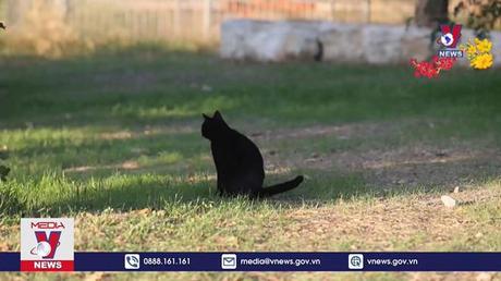 Israel - Đất nước của những người yêu mèo