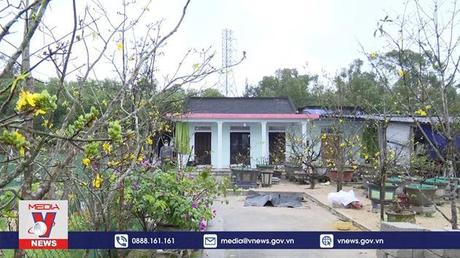 Xây dựng Thừa Thiên – Huế thành xứ sở mai vàng