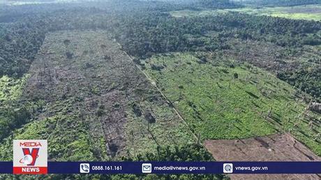 Brazil phát động chiến dịch chống phá rừng Amazon