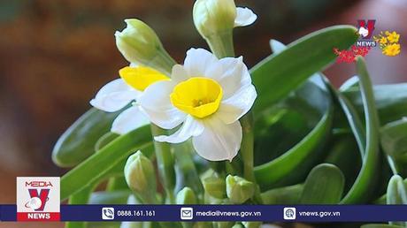 Khám phá thú chơi tỉa củ thủy tiên đón Tết