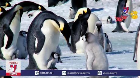 Phát hiện nơi ở mới của loài chim cánh cụt hoàng đế